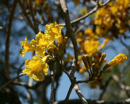 What’s in Bloom: Trumpet Trees – March