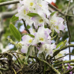 orchid in tree erin fink