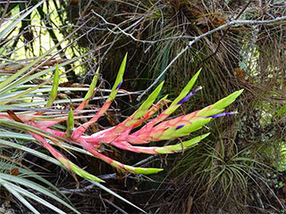 What’s in Bloom: Cardinal Air Plant – February