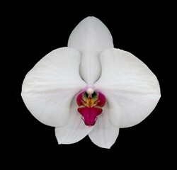 David Leaser’s Award-Winning Flower Portraits Featured In A Special Exhibit