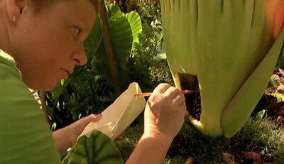 Other Gardens Interested in Selby’s Corpse Plant’s Pollen