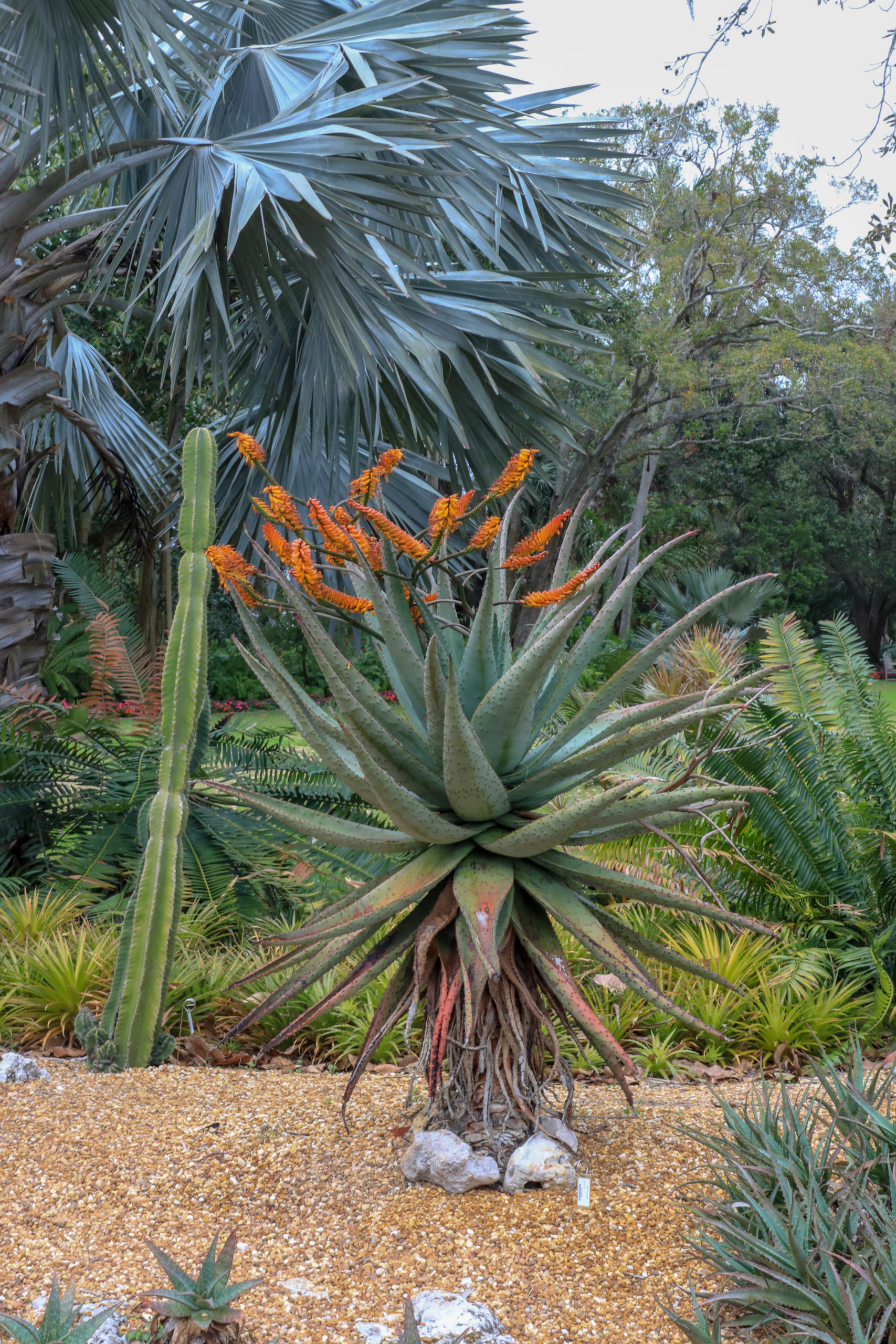 Aloe marlothii in the Desert Garden