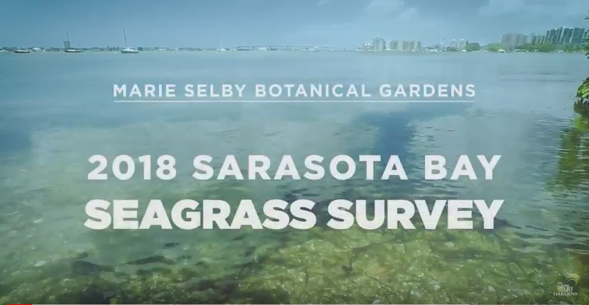 Selby Gardens Participates in Annual Sarasota Bay Seagrass Survey