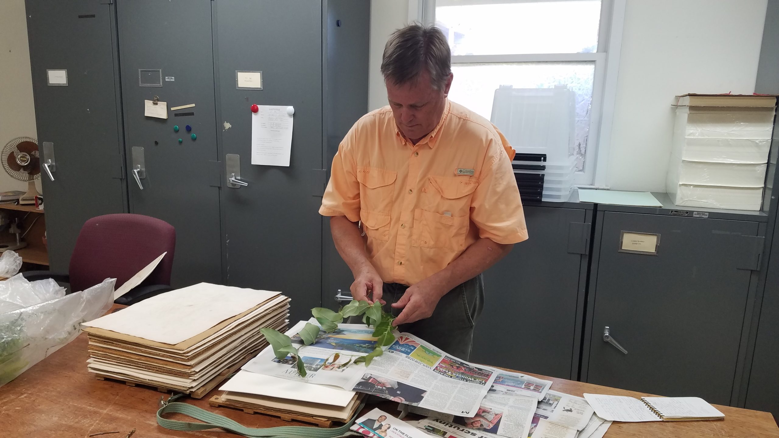 Bruce presses species in herbarium