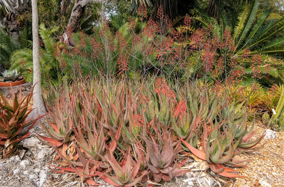 Aloe chabaudii 