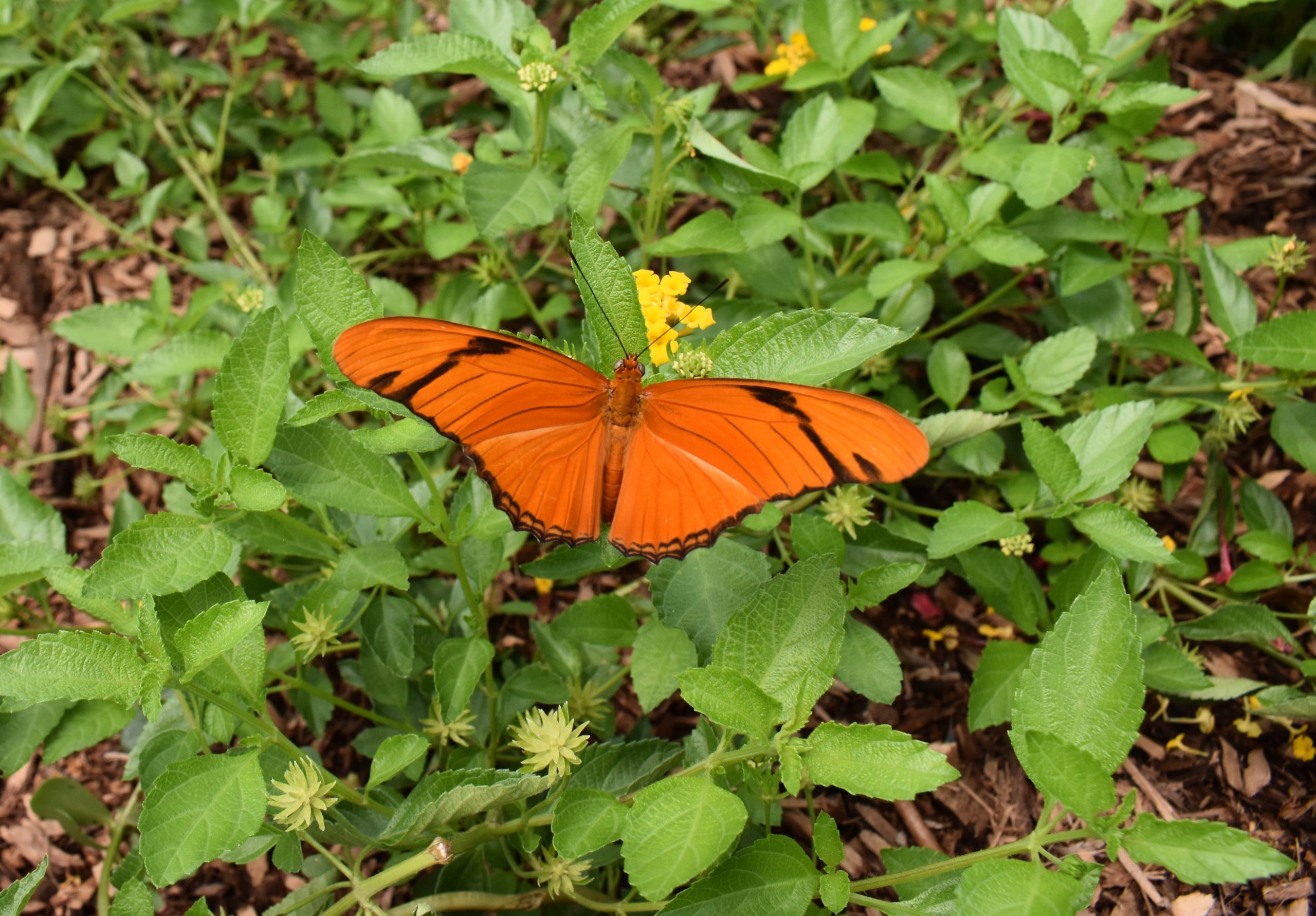 Orange butterfly Selby Gardens