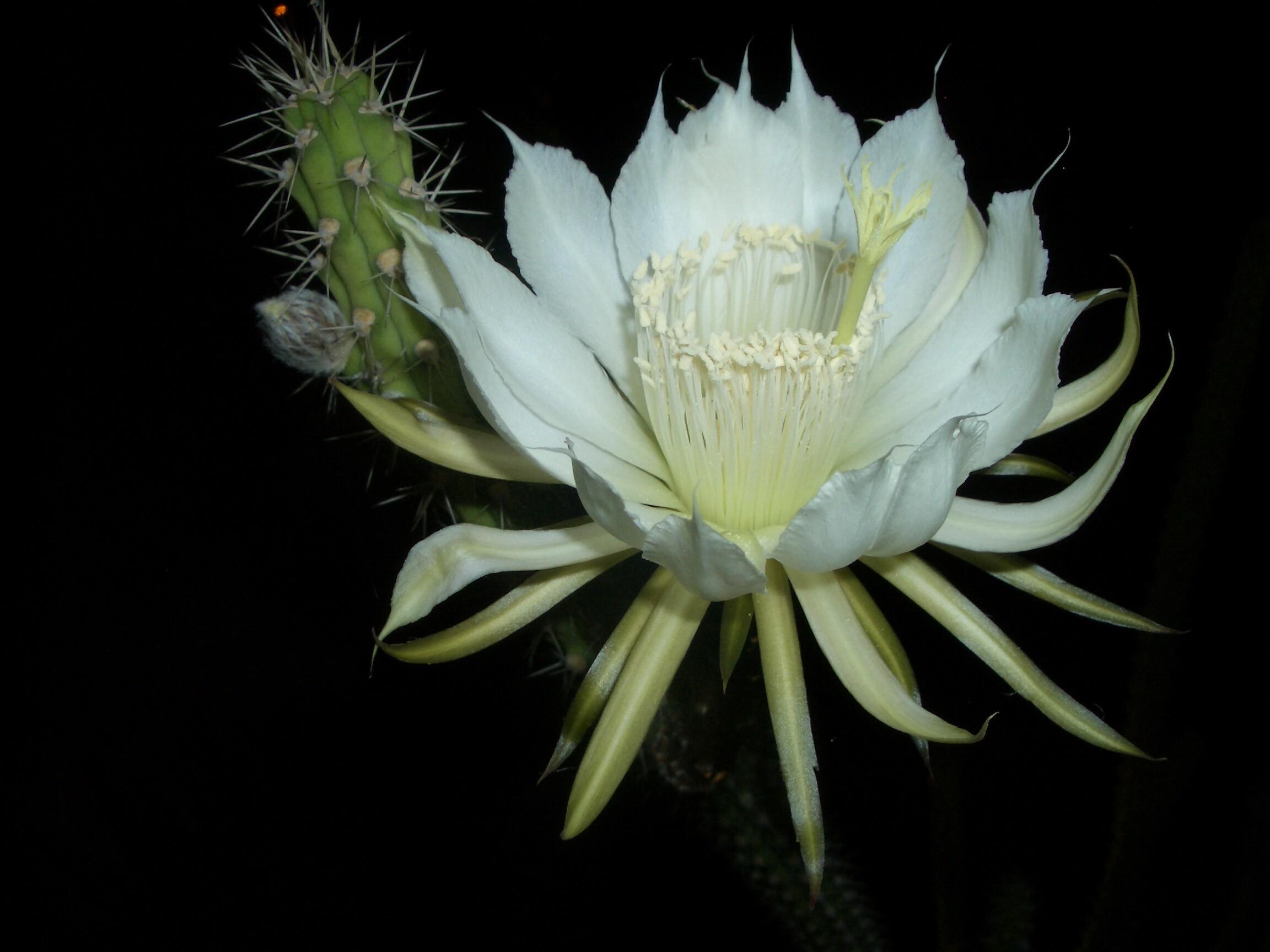 Selby Gardens Wins Prestigious Grant to Protect Endangered Cactus Species