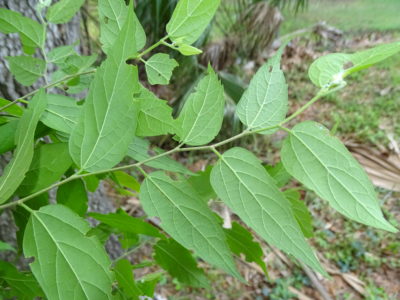 sugarberry leaves