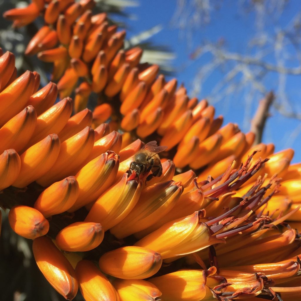 Bee sitting on Mountain Aloe bloom
