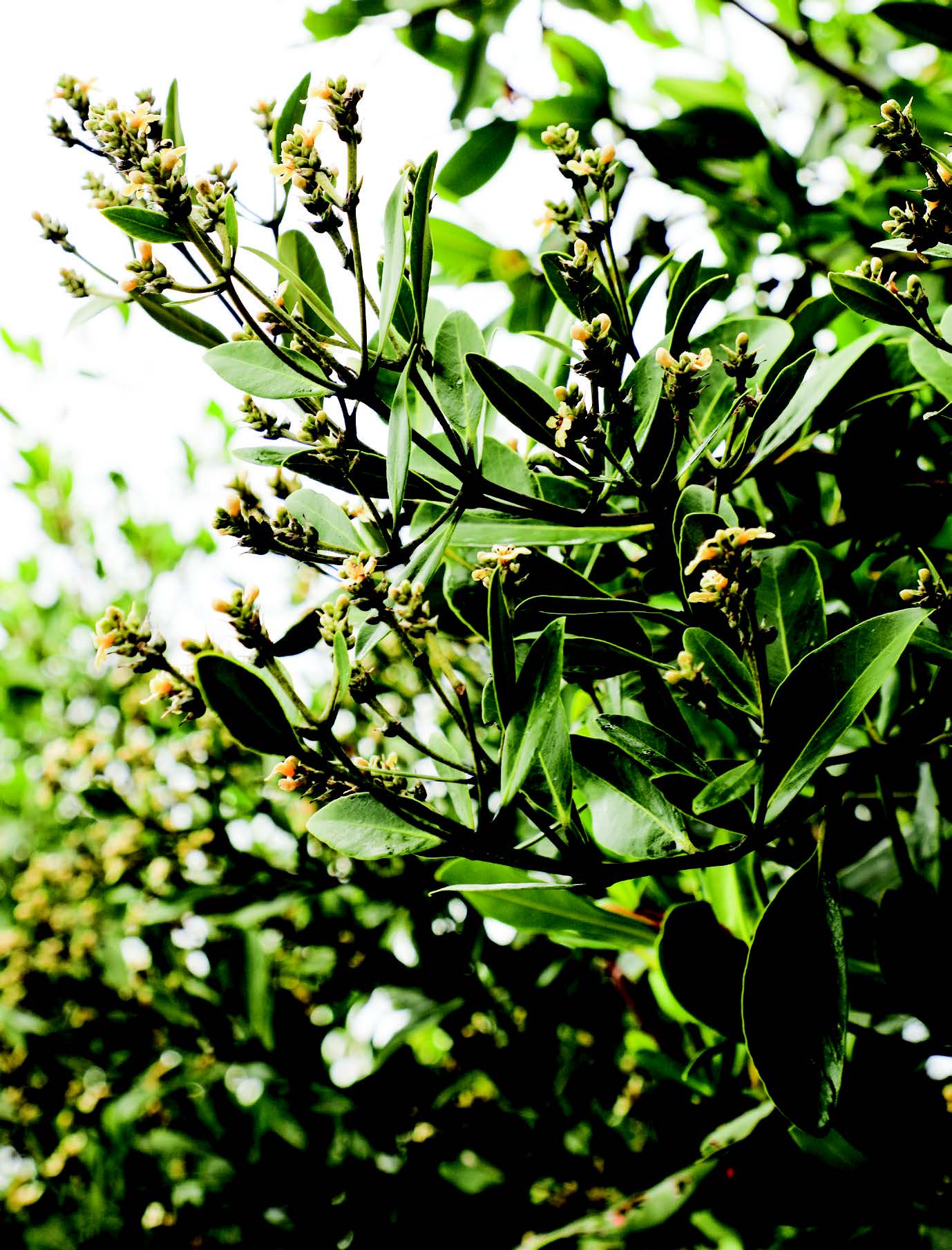 Black Mangrove Avicennia germinans