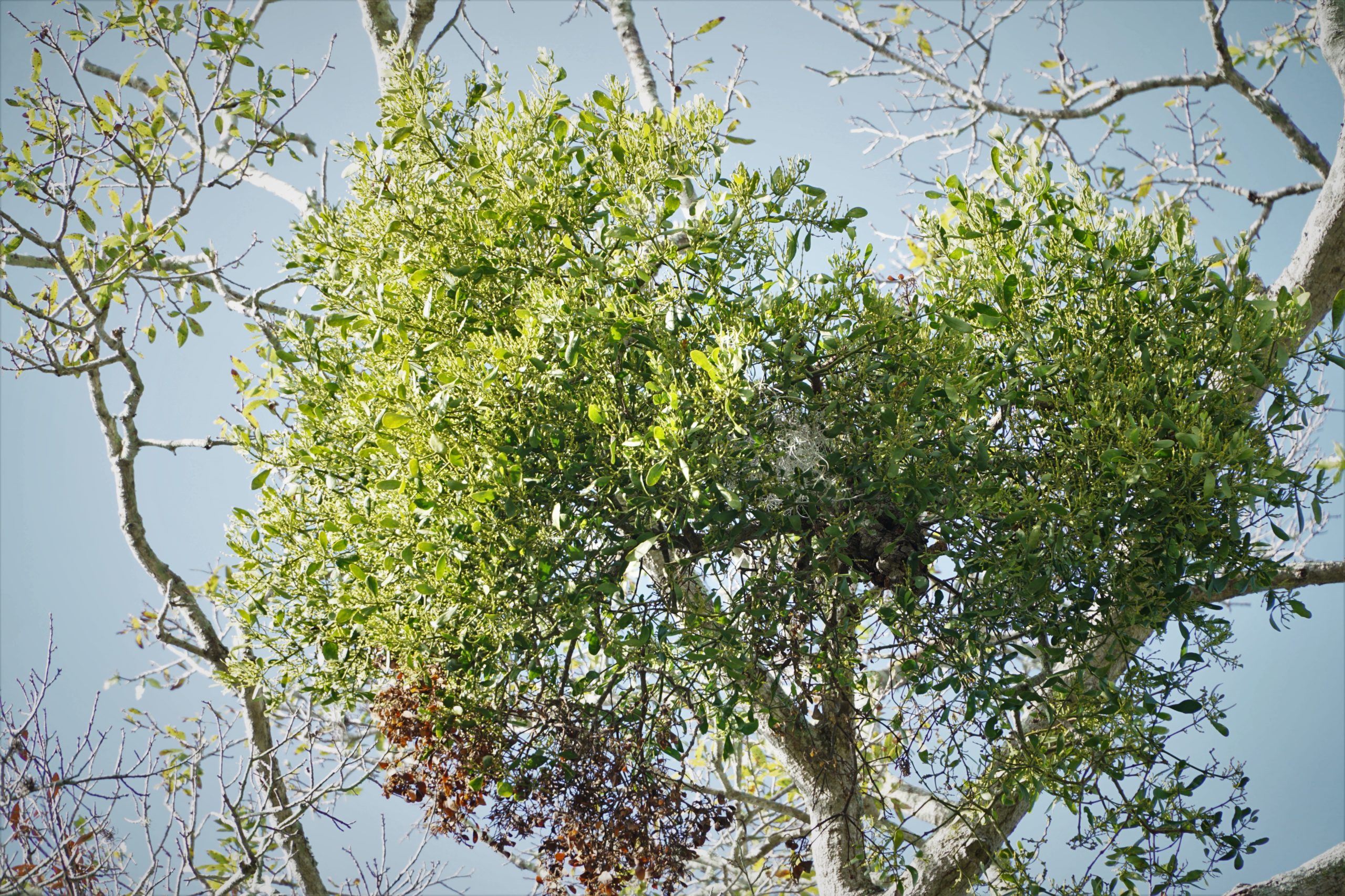 Eastern mistletoe in oak tree