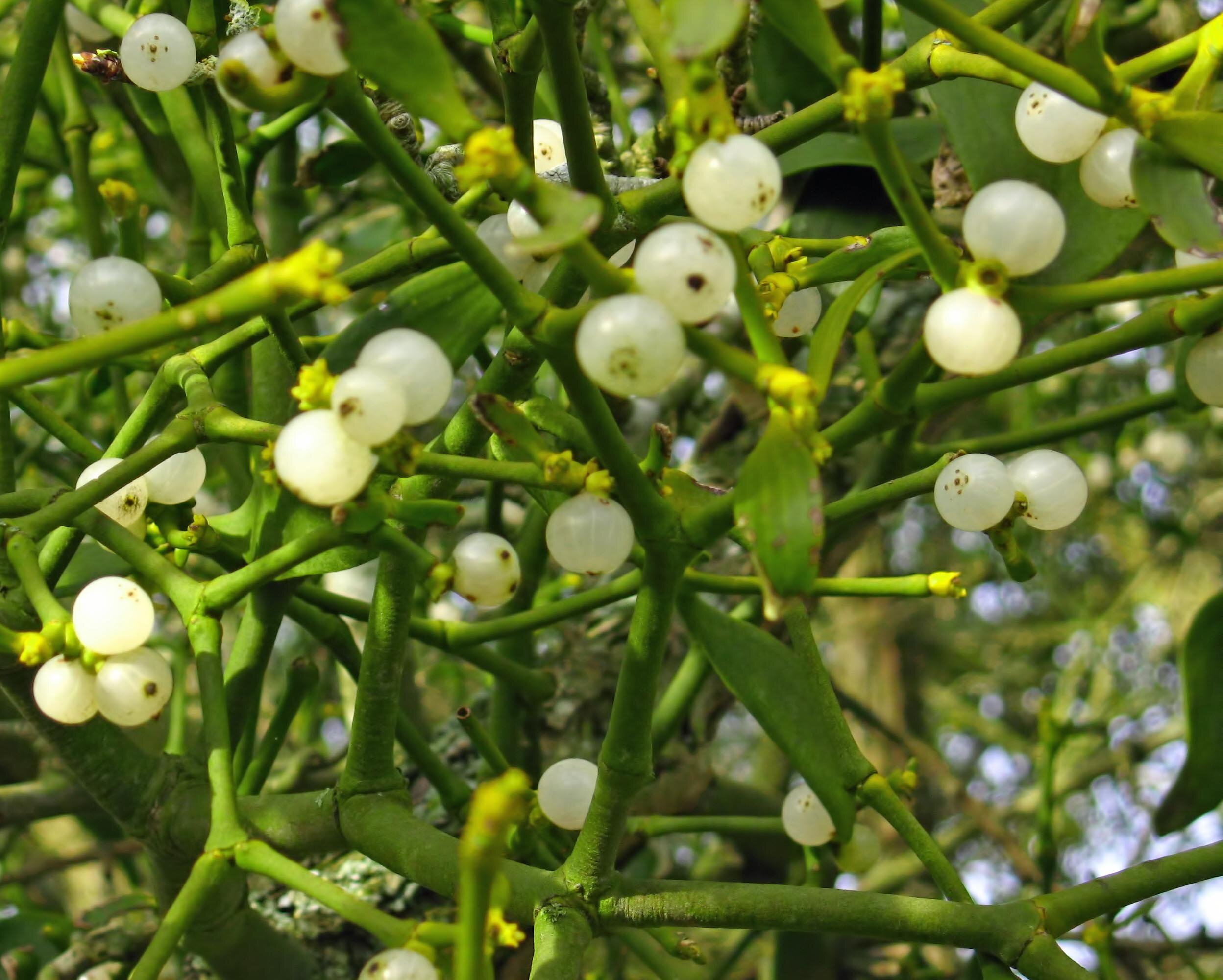 What Is Mistletoe And Why Do We Kiss Under It? 