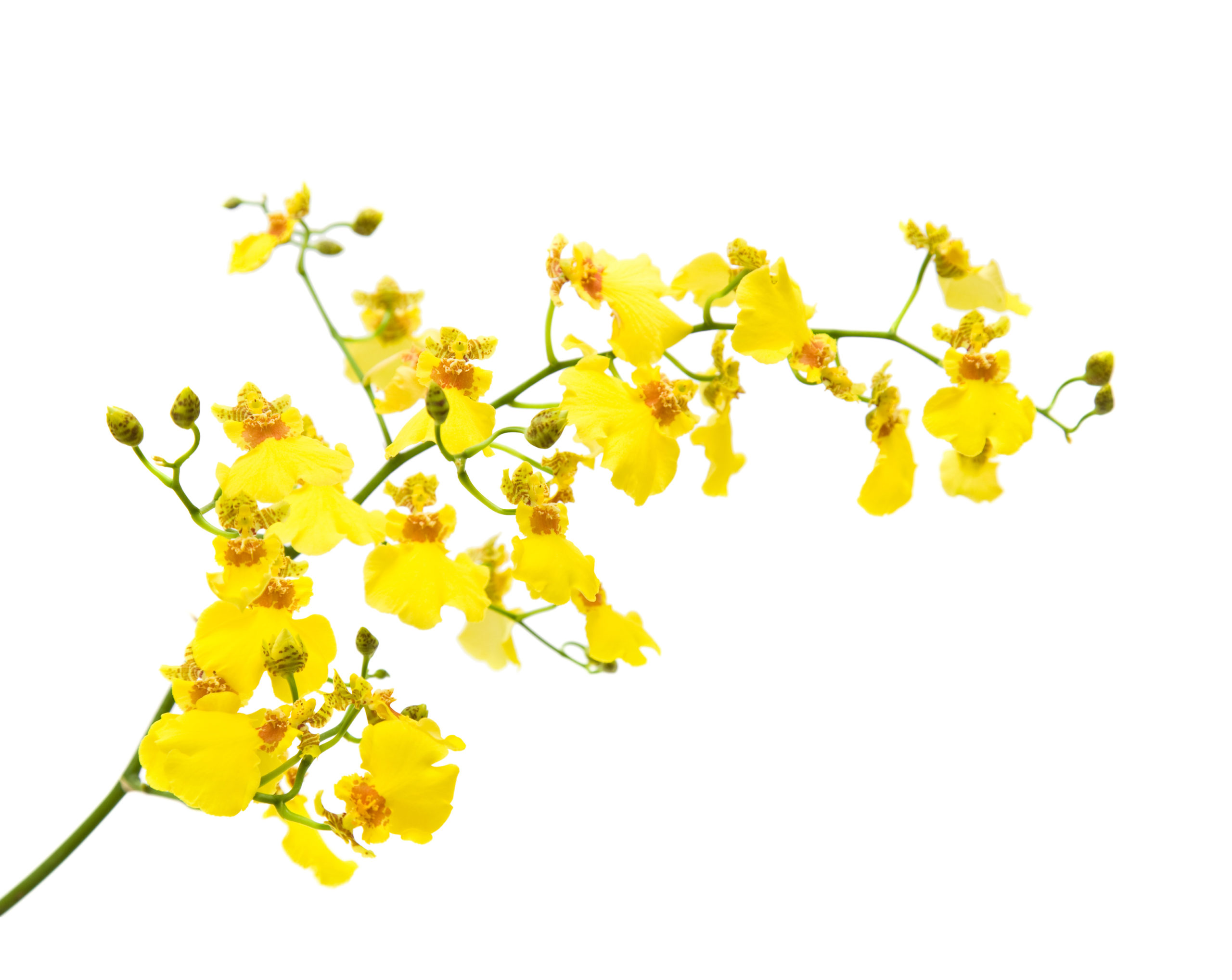 Yellow Orchids with White background