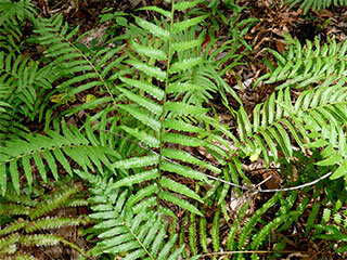 Southern shield fern, southern wood fern,Kunth’s maiden fern (Thelypteris family) – June