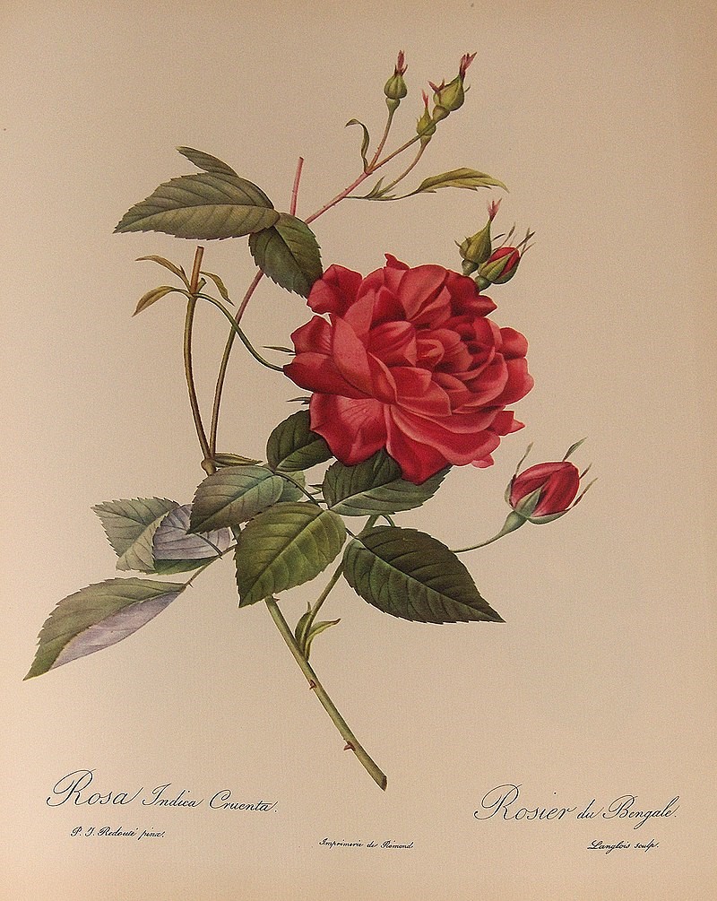 Louis Philippe Rose 