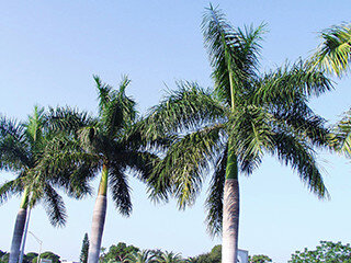 Royal Palm (Palm Family) – July