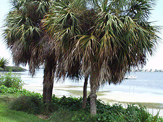 Cabbage Palm, Sabal Palm (Palm Family) – June