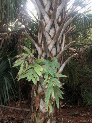 Golden polypody growing on cabbage palm