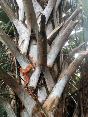 Golden polypody growing on cabbage palm