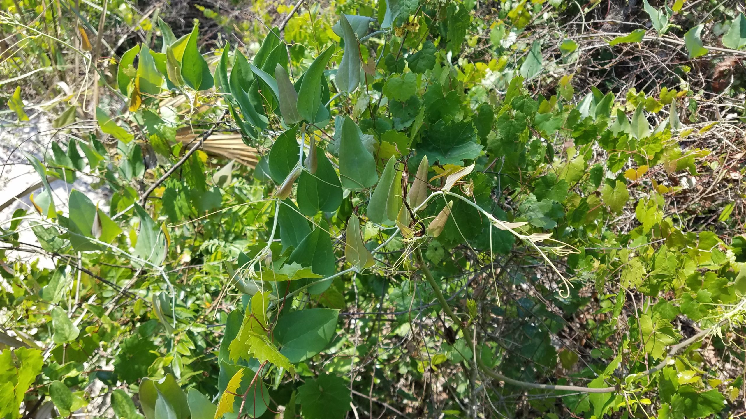 Smilax glauca we found at Rye Preserve. We made a herbarium voucher because it is rare for our area.