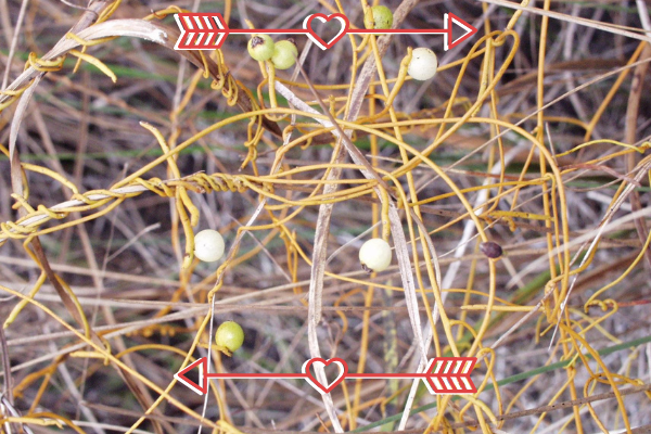 Love Vine with Hearts