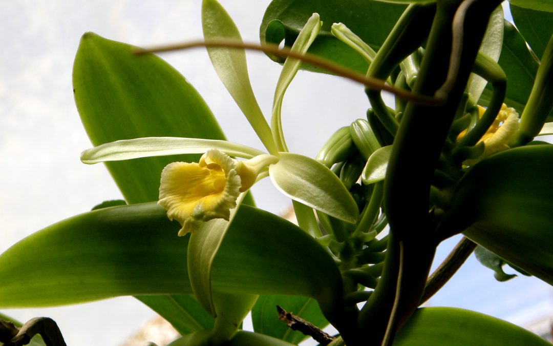 Selby Gardens Scientists Tapped to Help Protect and Diversify Vanilla Resources