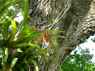 Vase bromeliad, cardo hembra (pineapple family) – June