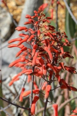 Close-up of Aloe chabaudii