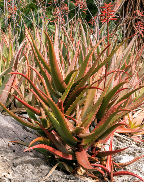 Aloe cameronii or Red Aloe (Photo by Aaron Fink)  Native to Malawi and Zimbabwe