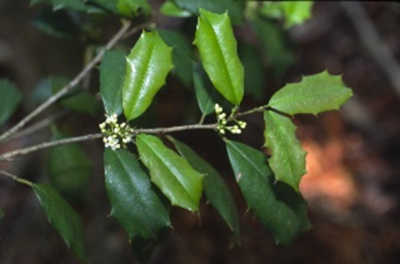 american holly blooms