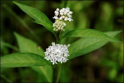 aquatic milkweed (Asclepias perennis) by Wade Collier