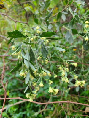 Photo of Baccharis halimifolia