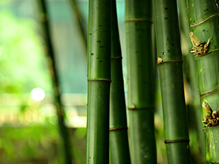 Bamboo: a Beautiful Grass that Thinks It’s a Tree