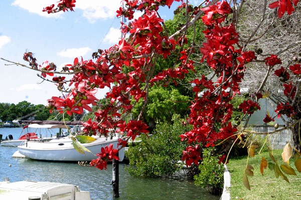 Botanical Spotlight: Red Silk Cotton Trees - March - Marie Selby Botanical  Gardens