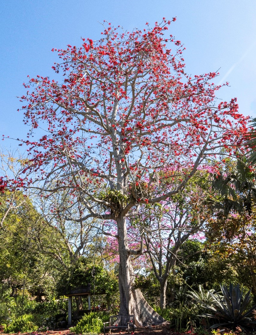 Bombax Tree in Bloom