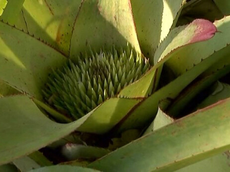 A Look at a Unique Tropical Plant