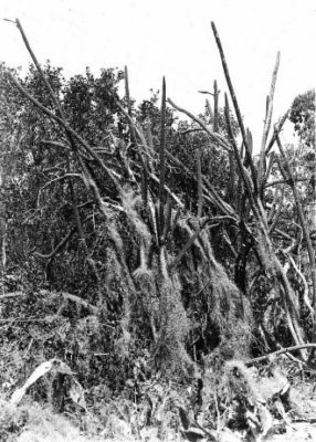 Vintage photo of prickly apple cactus