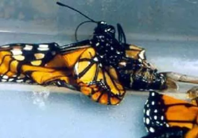 deformed monarch