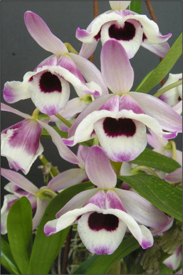 Dendrobium nobile var. cooksonianum in MSBG’s greenhouse collection.