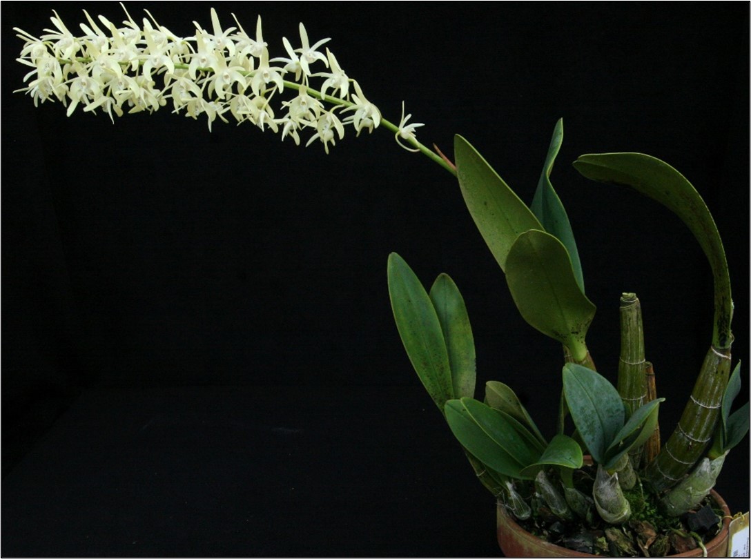 “Hard-caned” Dendrobium speciosum in MSBG’s greenhouse collection
