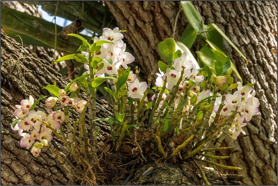 Dendrobium nobile Himezakura 
