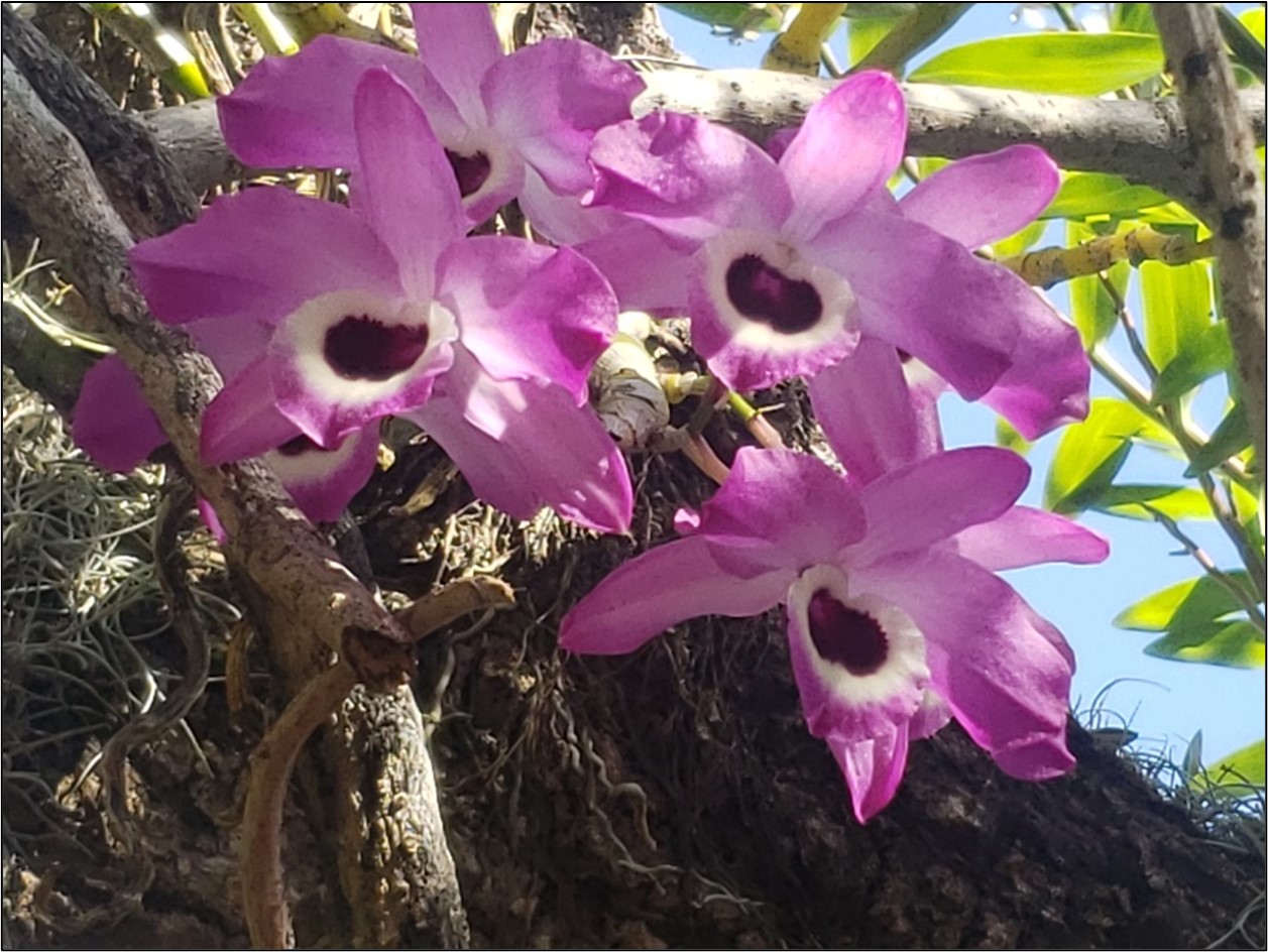 Hybrid Dendrobium nobile 