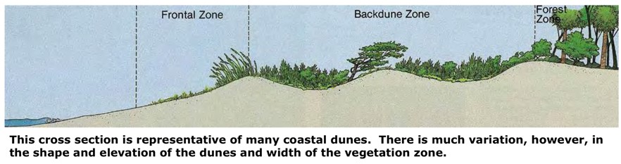 Representation of Coastal Dunes