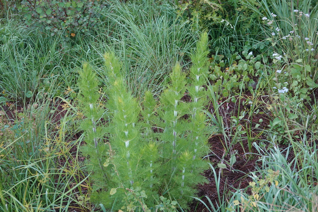 Photo of Eupatorium capillifolium