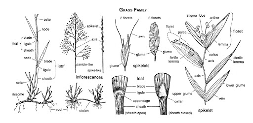 grass family outline