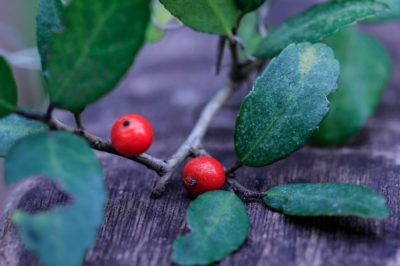 holly leaf and berry