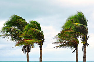Hurricane Season Landscape Tips