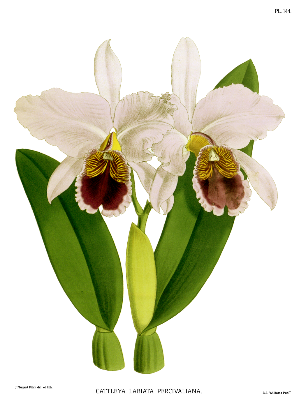 labiate orchid botanical print