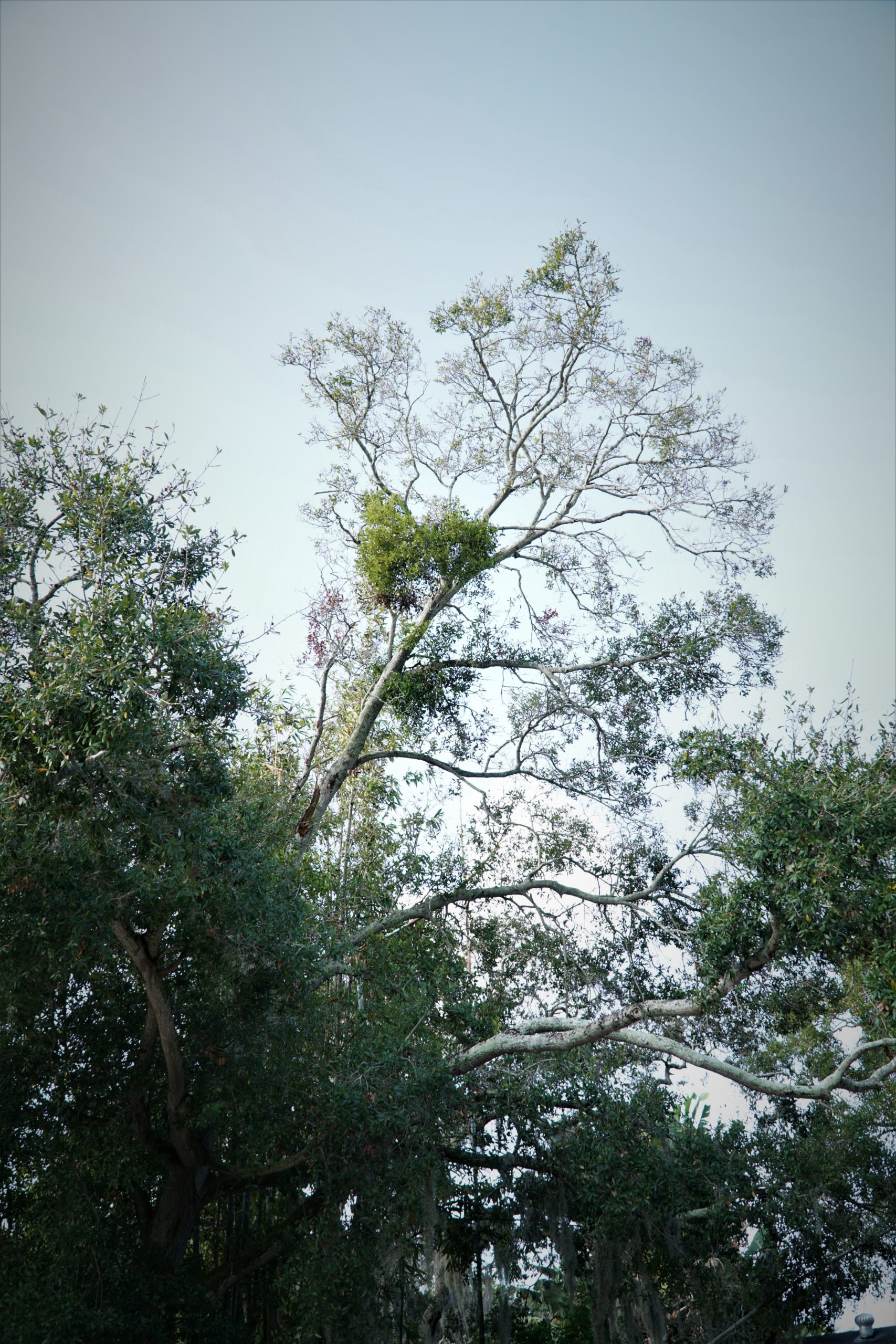 Eastern mistletoe in a tall oak tree