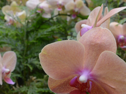 The Orchids of Selby Gardens